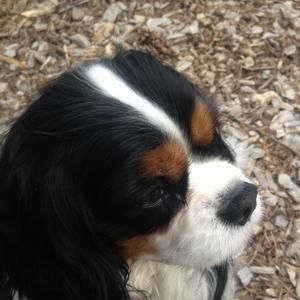 Meet your Posher, Sylvia